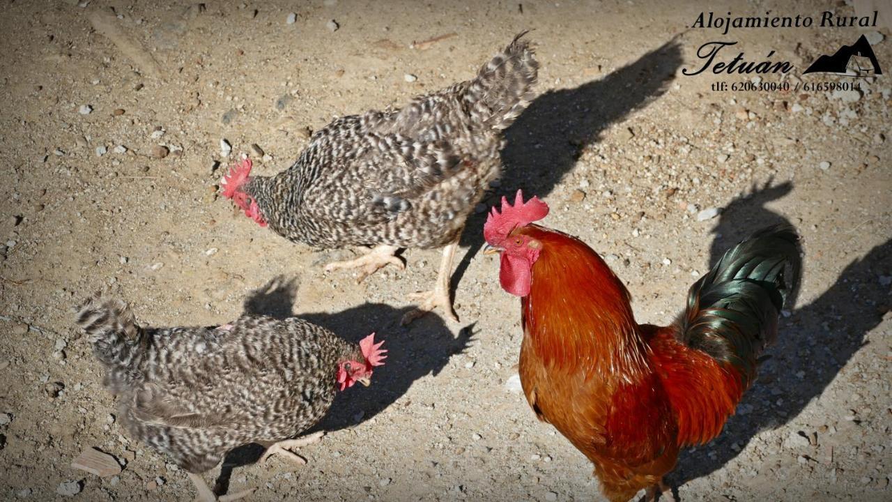 Alojamiento Rural Tetuan Árchez Zewnętrze zdjęcie